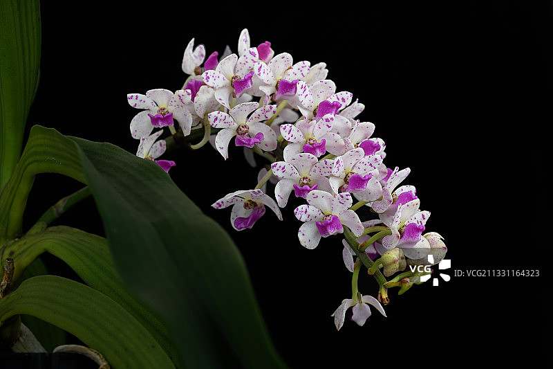 狐尾兰图片素材