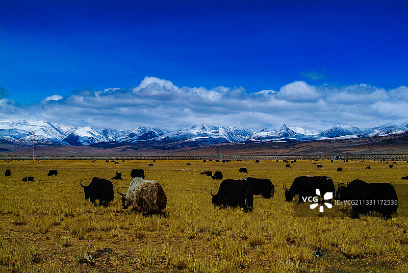 雪域牧场图片素材