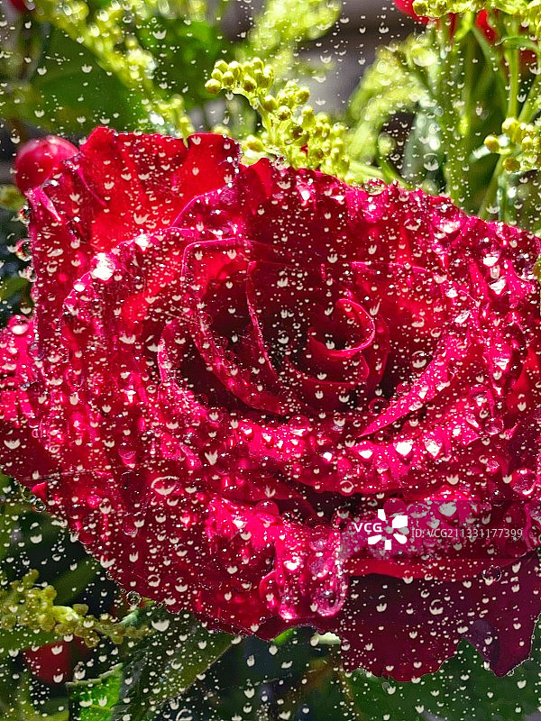 雨中玫瑰图片素材