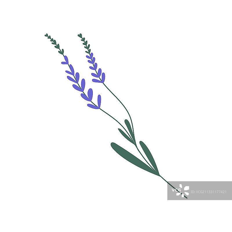 带茎叶的紫色薰衣草图片素材