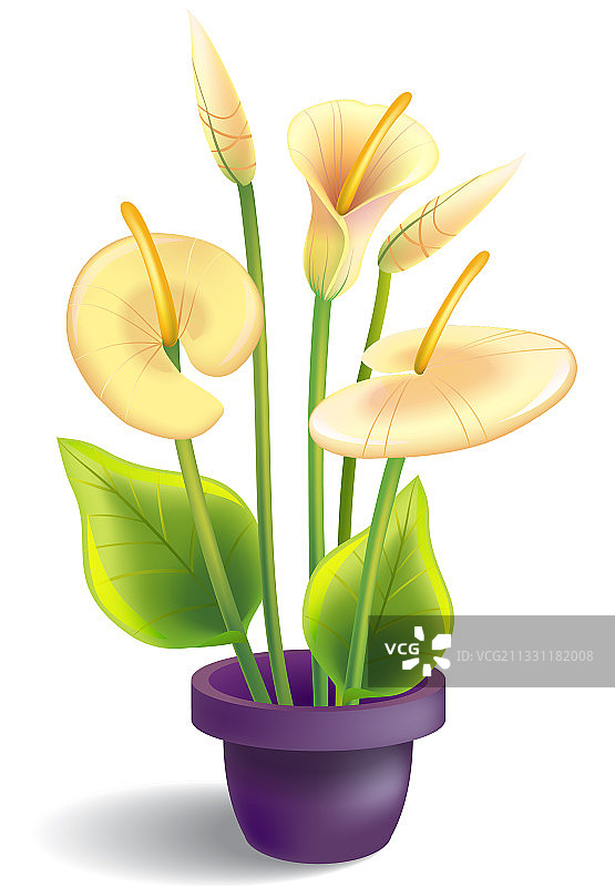 带叶子的盆栽马蹄莲图片素材