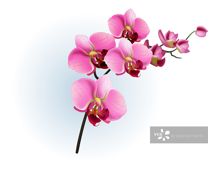 逼真的粉色兰花枝图片素材