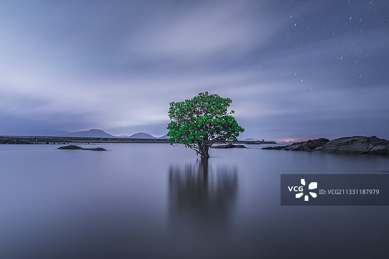 海边的一棵红树图片素材