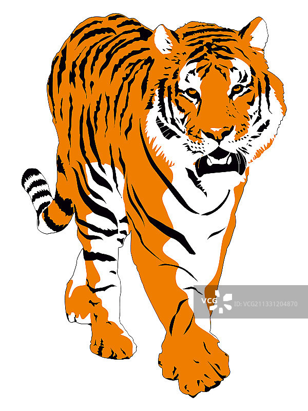 白色背景上孤立的孟加拉虎图片素材
