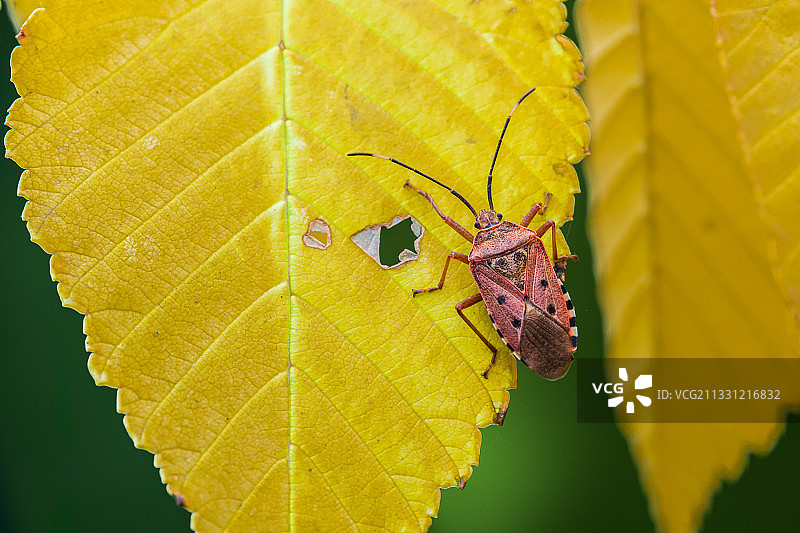 红足壮异蝽图片素材