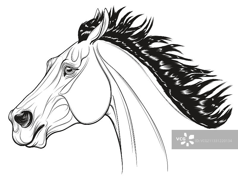 黑白勃朗科马肖像图片素材