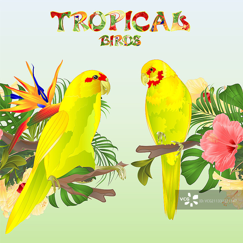 热带鸟类鹦鹉无缝边框图片素材