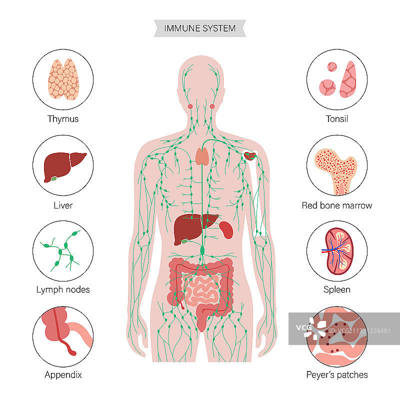 淋巴系统概念图片素材