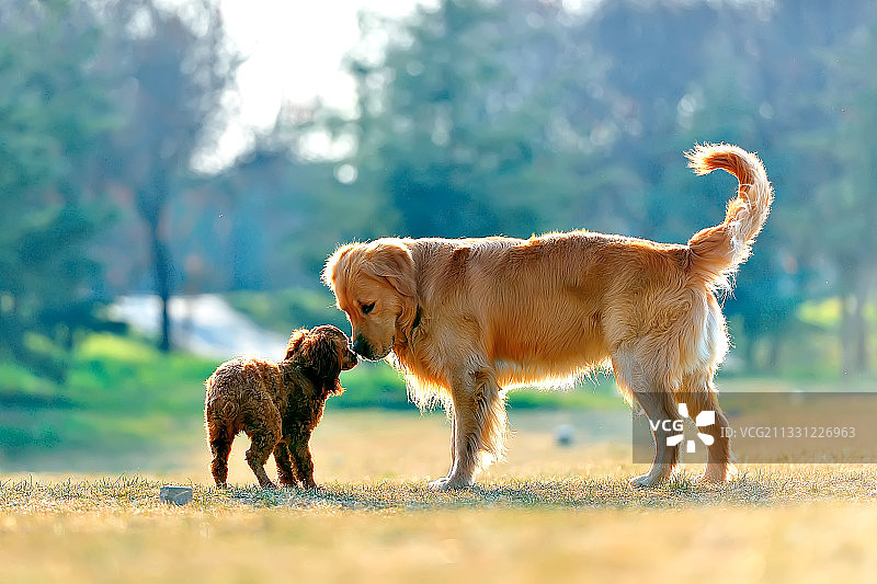 金毛 狗 亲情图片素材