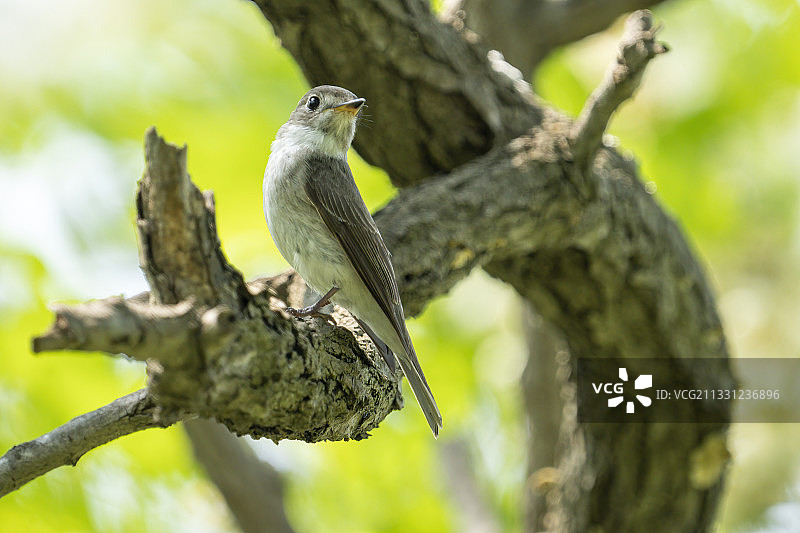 青岛燕儿岛山树立枝头上的灰纹鹟图片素材