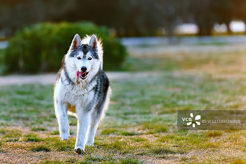 哈士奇图片素材
