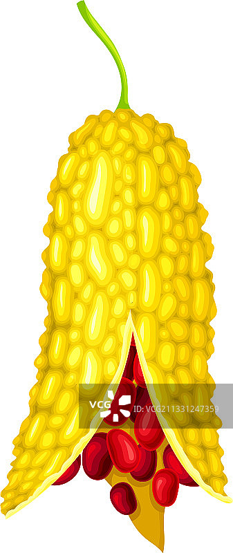 露出果肉的苦瓜图片素材