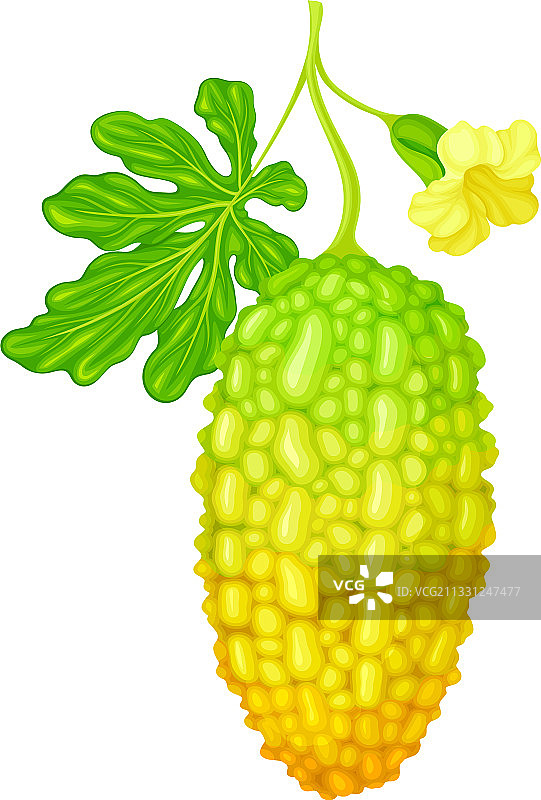 热带苦瓜图片素材