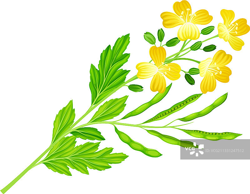 开黄花的芥菜植物图片素材