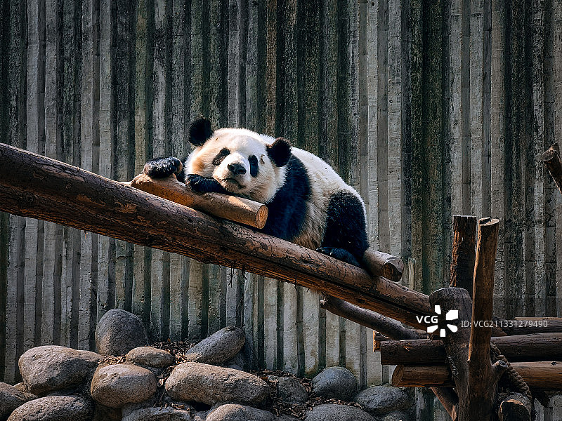中国四川省成都市大熊猫繁育基地的大熊猫图片素材