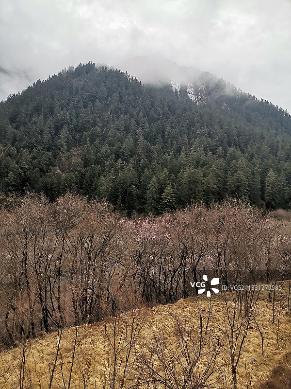 树正沟的山和树图片素材