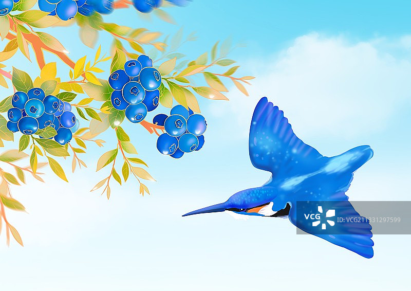 夏天保护动物翠鸟野生蓝莓果实图片素材