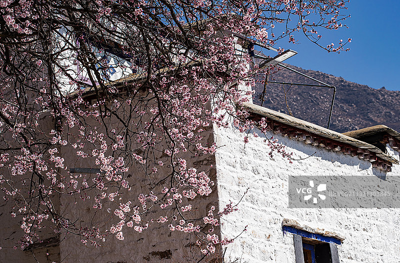 哲蚌寺的桃花图片素材