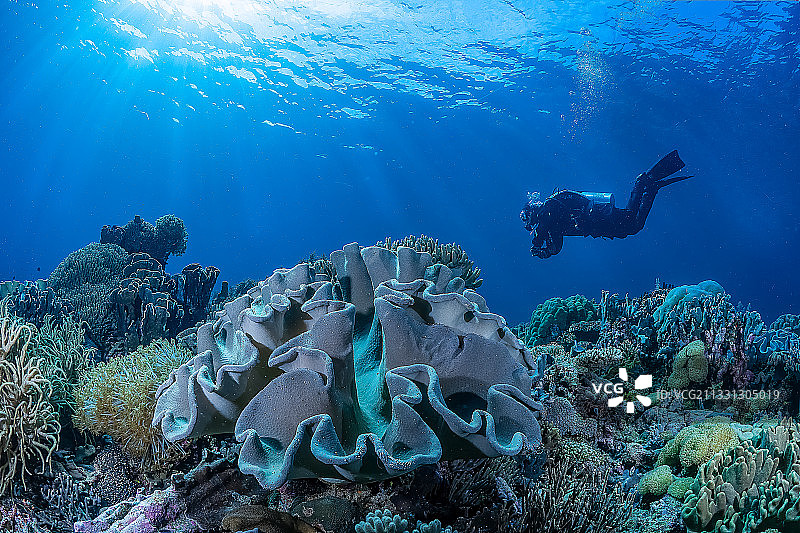 潜水员与珊瑚礁图片素材