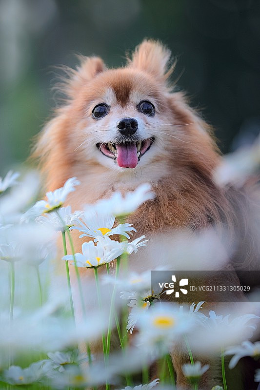 《嗨，你好吗》图片素材