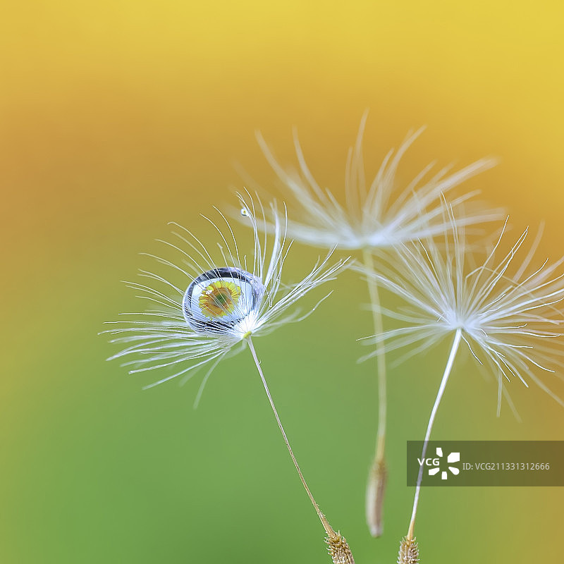 一把小伞图片素材