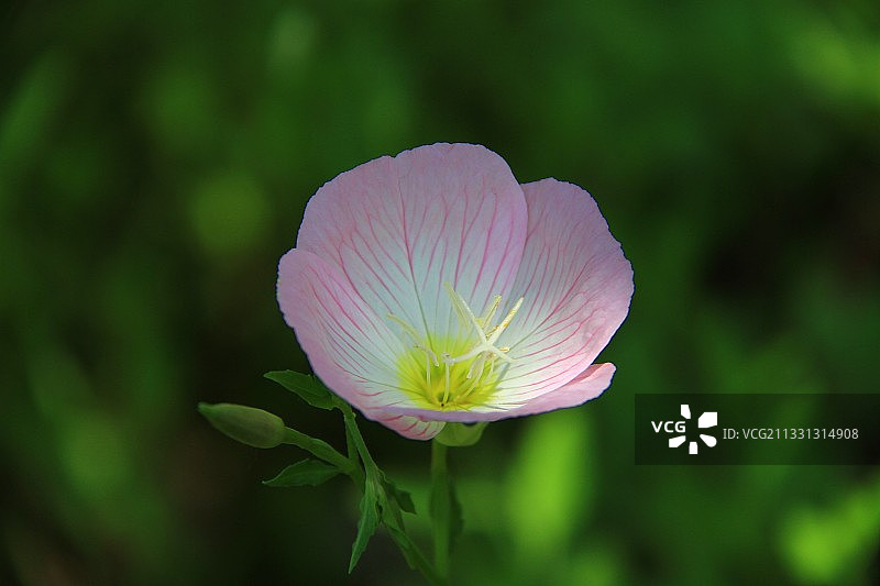 美丽月见草 俗称夜来香图片素材