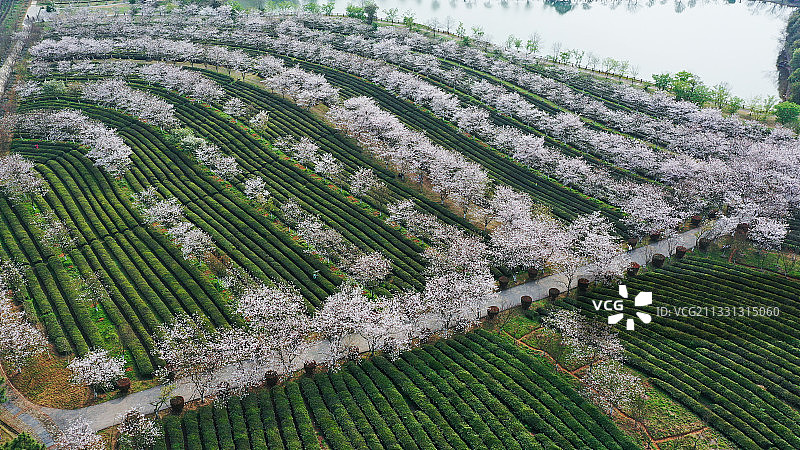 航拍凤凰山庄樱花沟图片素材