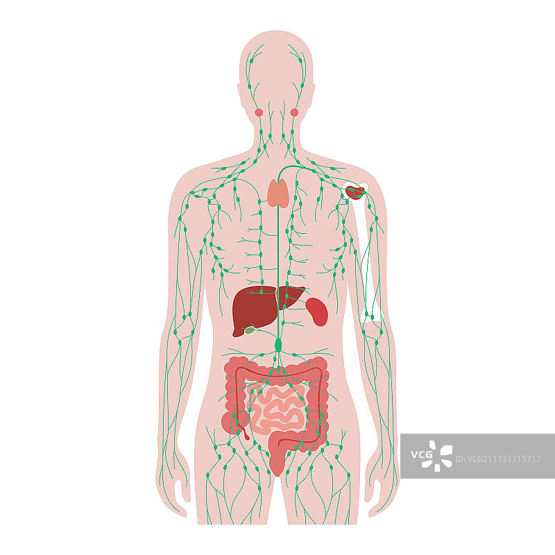 淋巴系统概念图片素材
