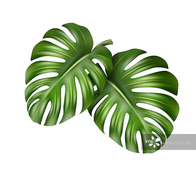 两片龟背竹叶图片素材