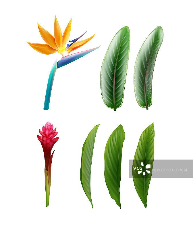 天堂鸟和红姜图片素材