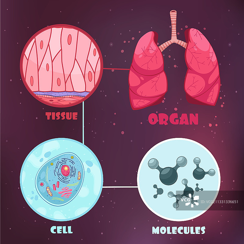 生物层级图片素材