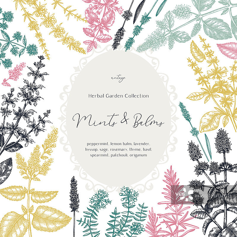彩色手绘薄荷和香脂复古设计图片素材