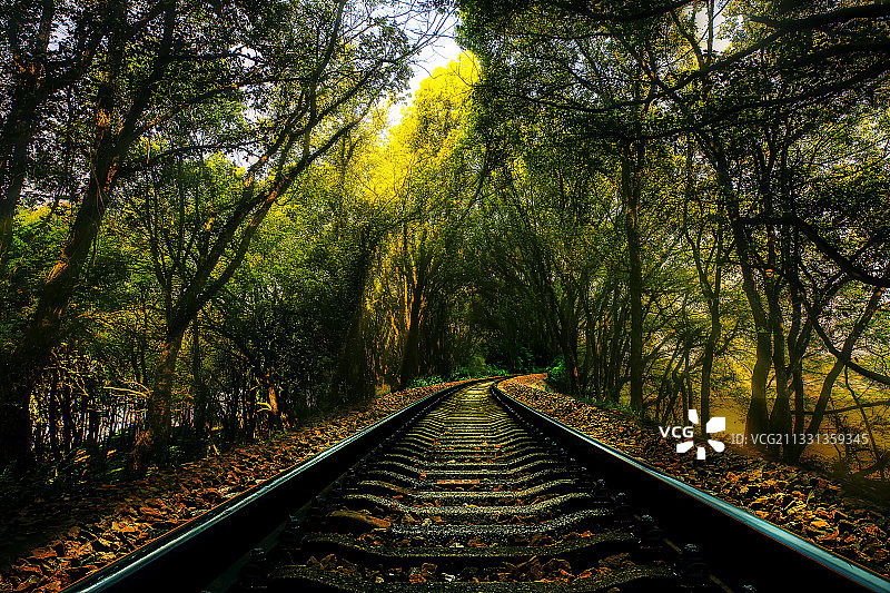林中铁轨图片素材
