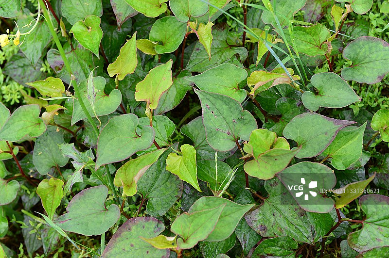 鱼腥草图片素材