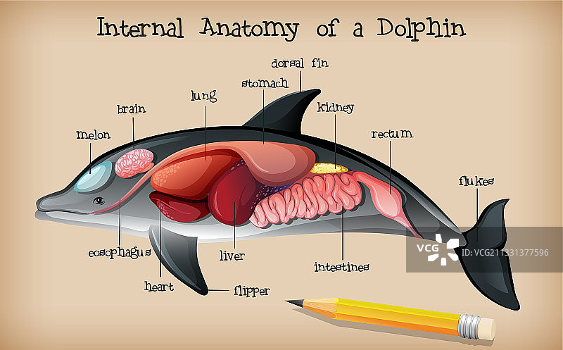 海豚的内部解剖图片素材