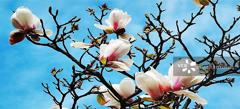 花开花落又一春…图片素材