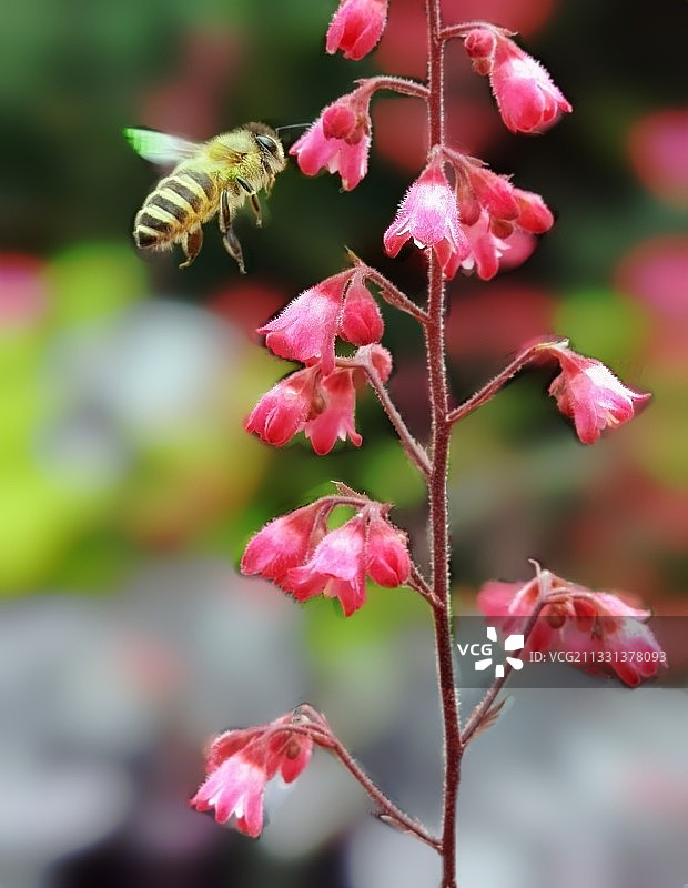 小蜂戏花＿浣花溪公园美景到处可见。图片素材