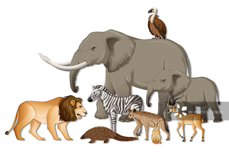白色背景上的一群非洲野生动物图片素材