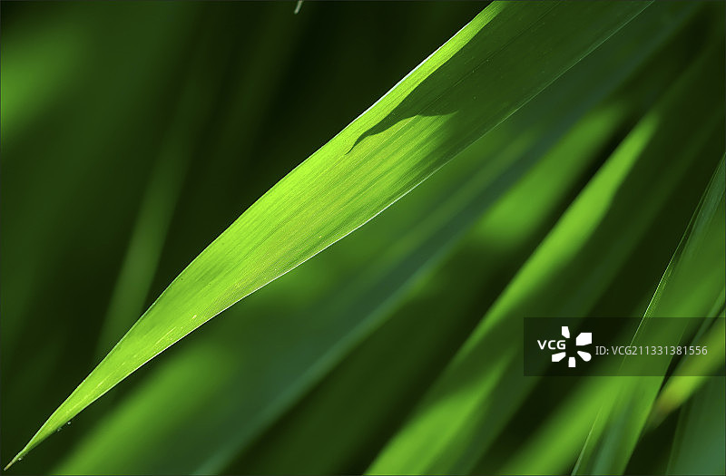 一块竹叶图片素材