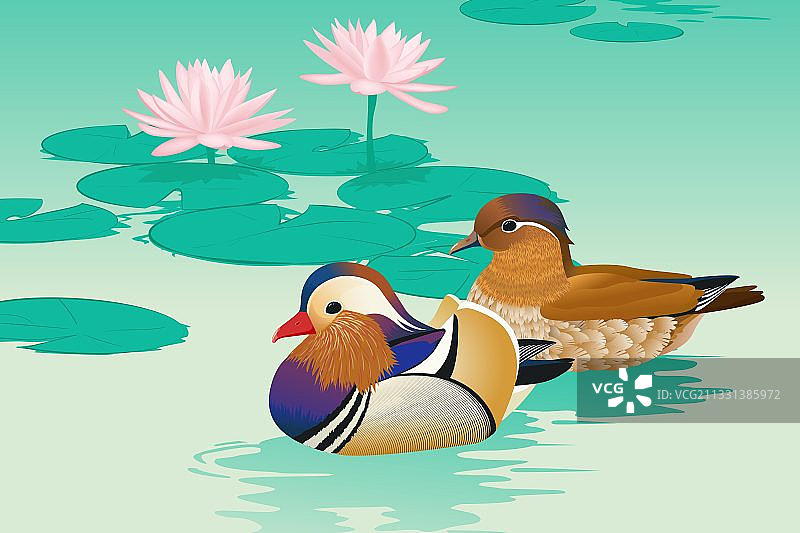 荷塘鸳鸯图片素材