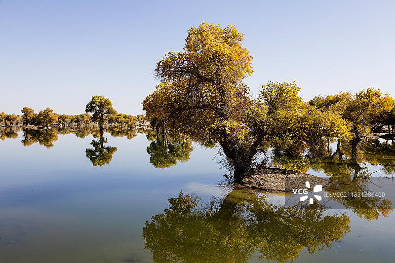 新疆塔里木胡杨树图片素材
