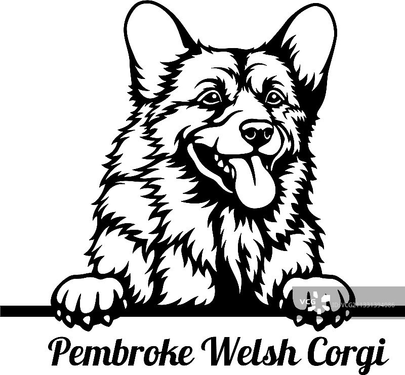 威尔士柯基犬头部特写图片素材