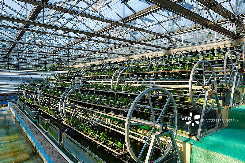 现代农业日光温室蔬菜生产图片素材