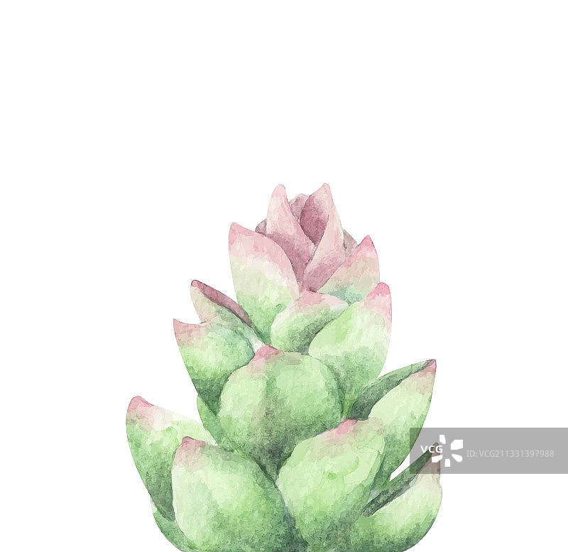 多汁的绿色仙人掌花束图片素材