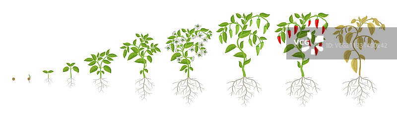 辣椒生长阶段图片素材