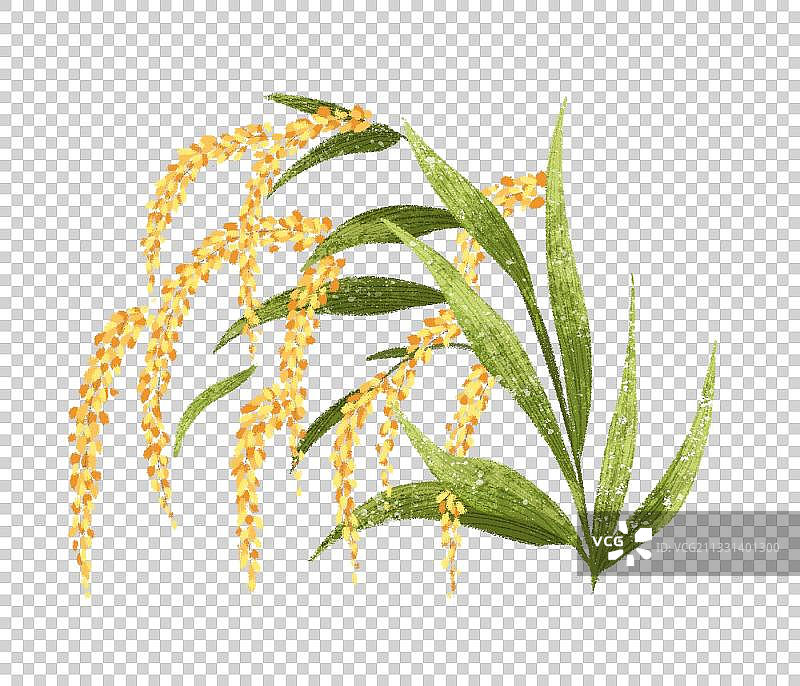 水稻小麦植物粮食种植图片素材