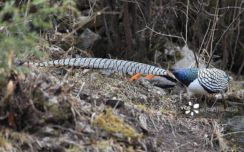 发情期的野生鸟类白腹锦鸡特写图片素材