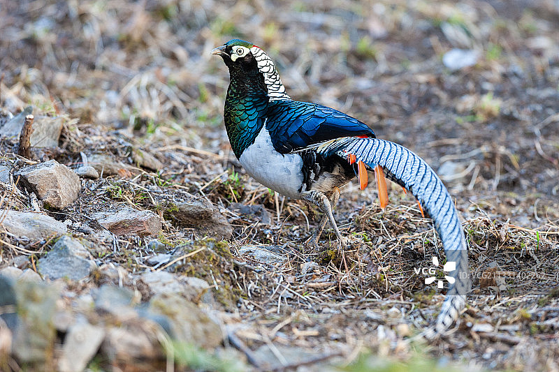 发情期的野生鸟类白腹锦鸡特写图片素材