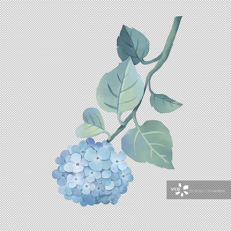 绣球花图片素材