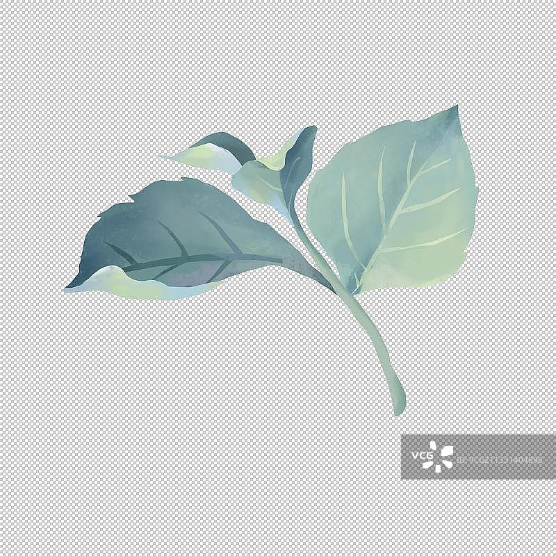 绣球花图片素材